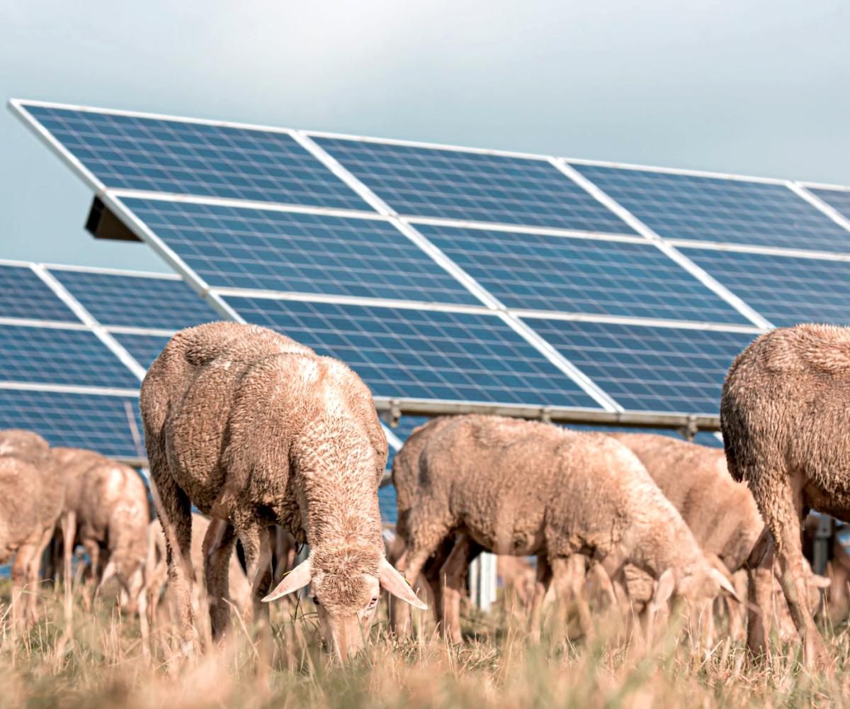 Offre et solution serre photovoltaïque et agrivoltaïsme - Panneaux solaires pour l'agriculture - Solutions d'énergies renouvelables pour les agriculteurs, industriels et collectivités