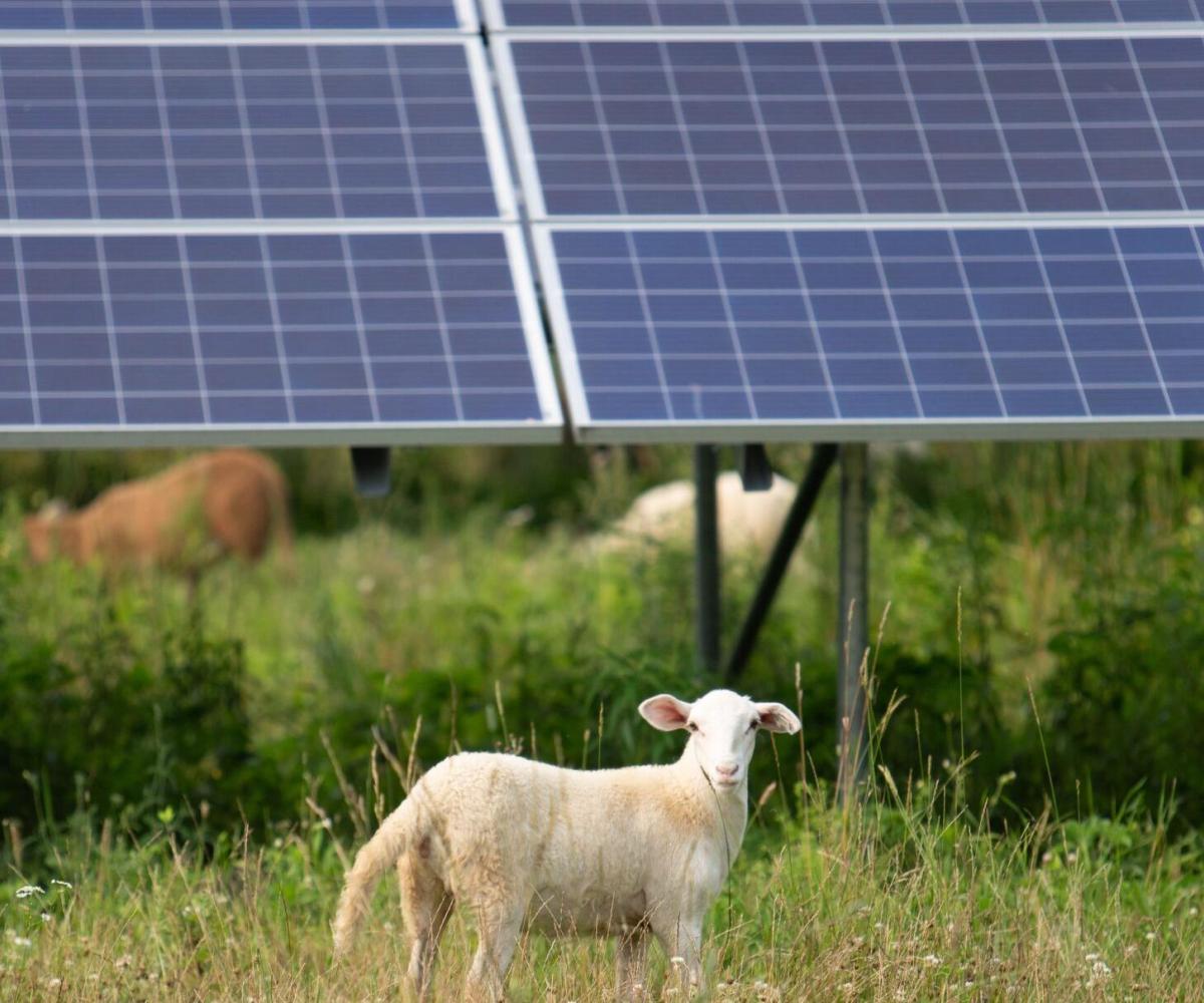 Centrale photovoltaïque au sol et panneaux solaires au sol - Solutions d'énergies renouvelables pour les agriculteurs, industriels et collectivités