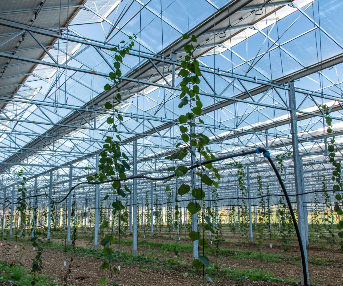 Serres photovoltaïques et Agrivoltaïsme - Panneaux solaires pour l'agriculture - Solutions d'énergies renouvelables pour les agriculteurs, industriels et collectivités